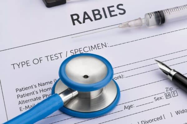 Rabies Awareness in Bali: What Travelers Need to Know