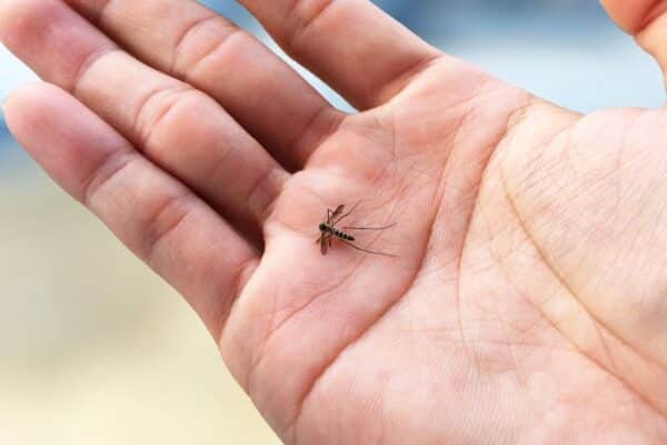 Dengue Fever Awareness: Protect Yourself During Bali’s Rainy Months